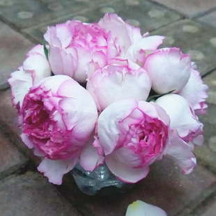 һ�����l��ܽ���¼������������ش��̨ͥԺ�ļ����㻨�ܾGֲ��