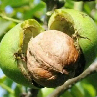 ���l������Ҙ��ϱ�������С�� ɽ���Ҙ伈Ƥ�̸����ļ�����Y��