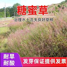 ���۲ݷN���µ�ë�ڲݴ��ԭ��ɫ�^�p���ӹ��@���������ͺ����ﲥ