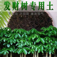 发财树专用土发财树营养土壤家用盆栽绿植疏松透气种植土有机肥料