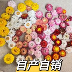 麦わら菊、菊の頭、ドライフラワー、カラフルな菊、小さなヒマワリ、小さなデイジーの頭、本物の花の香りのキャンドル卸売