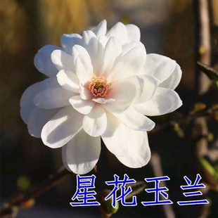 �������m������t���m�����m����G����ľһ�����l���^���е�����