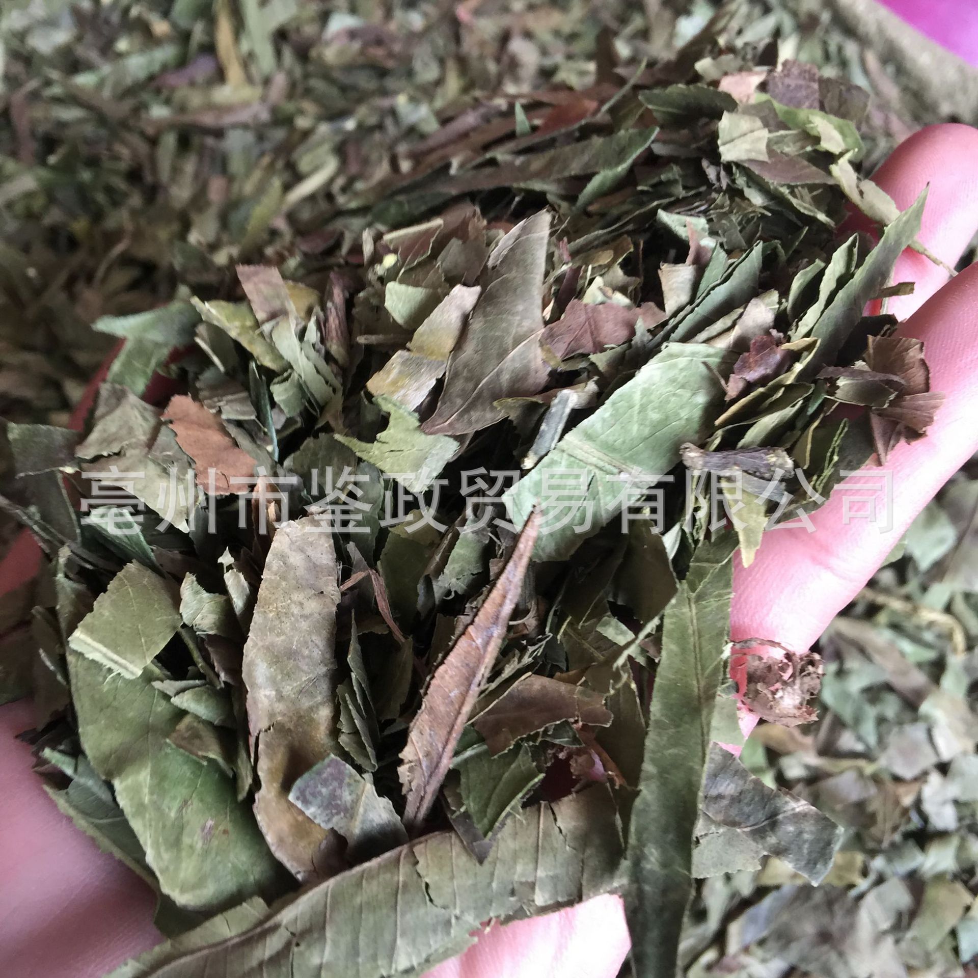 Dried Tangerine Leaf Ye Zi Loose Raw Herb 500g for Decoction and Tea key features