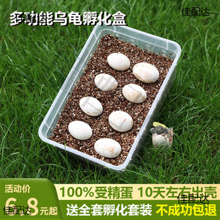 Turtle Eggs Can Be Hatched Set, Tortoise Eggs Can Be Hatched, Kidsren's Pets, Fertilized Turtle Eggs, Exploring Life, Qimei Trading Company