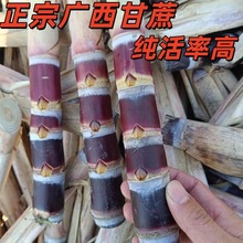 ���ڏV����Ƥ���������N�F؛�ϱ����ɷNһ��؛Դ���l