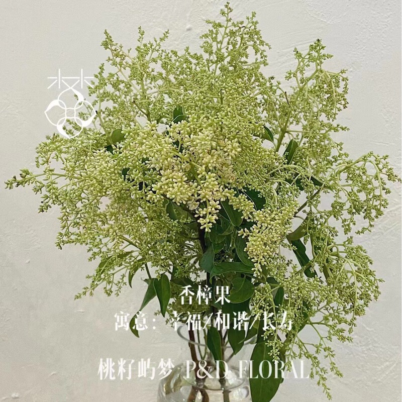 Dragon Boat Festival Kang'An Mugwort Camphor Fruit Ligustrum Flower Dragon Boat Festival Bouquet Flowers Can Be Homemade Dried Flowers Camphor Fruit Wholesale