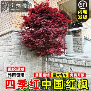 �Ї��t�����������ձ��t�輧ͥԺ���~�ͺ��G���L���������t��̫��