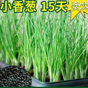 �ļ�С���[�N��С�[�N�������[���߲˷N�����ļ����׷N��С���[��