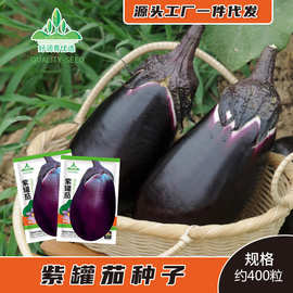 汉中紫罐茄种子大红袍牛心茄子种籽紫黑色春夏季大紫茄种孑菜籽种