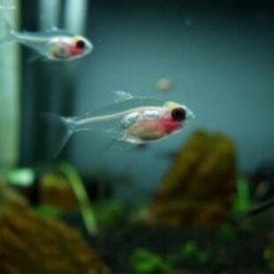 �t�ǲ������~ ���������~ �t��Ƥ �Ꭷ�~ �^�p�~ ���w Ⱥ�βݸ��~