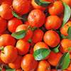 Guangxi Sugar Orange fresh Season fruit Pellicle Orange 3/5/9 Full container Place of Origin wholesale