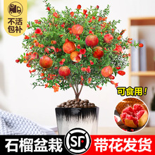 ʯԎ^p҃ȿ͏d辰ļ_ͥԺֲﻨܺB