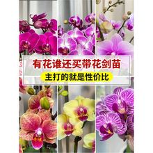 �����m���玧�������Կ͏d�m���҃�ֲ�ﻨ���ļ����B��ʯ���m�Gֲ