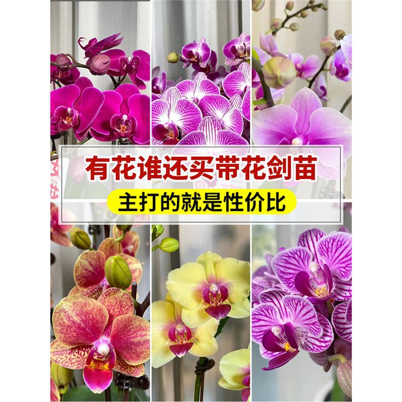 orquídea mariposa con brotes de flores planta en maceta sala de estar orquídea planta de interior flores en todas las estaciones buena para alimentar dendrobium orquídea planta verde