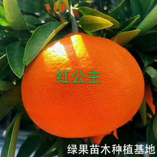 �t���˹�����Ʒ�N����48�t�������٘������ӹ�����������������