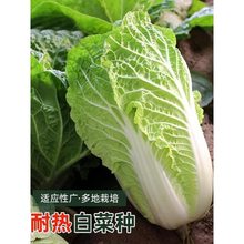 r͟ײ˷N߲S̫ԭײ˷NļNݲѴȫ