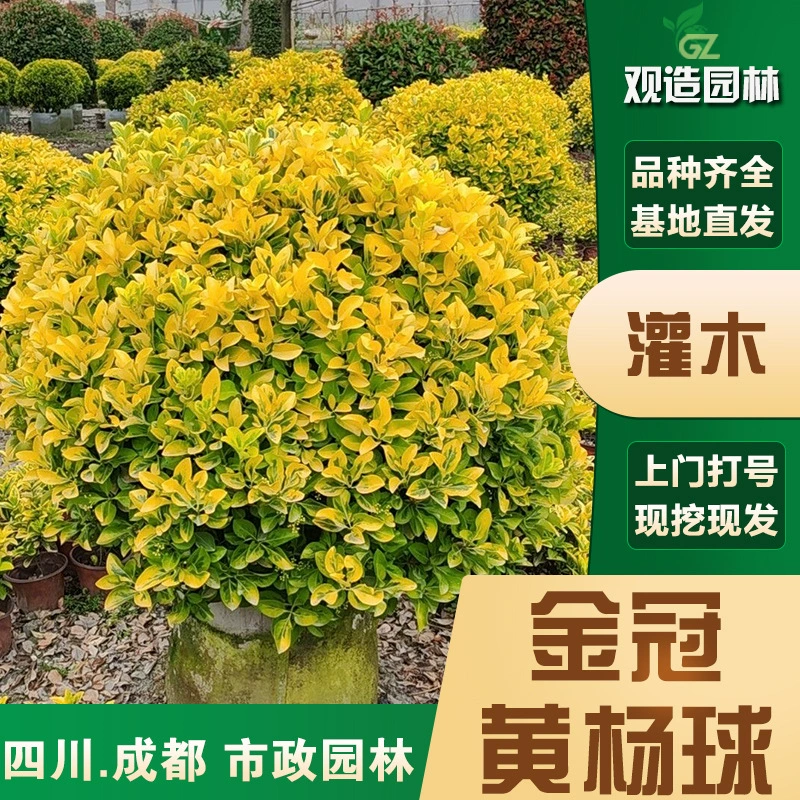 Саженцы шариков из самшита с золотой короной, большие и маленькие чашки, Сычуаньский ландшафтный дизайн, двор, сад, живая изгородь, листва, саженцы растений с золотым краем