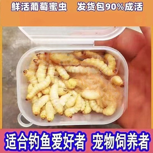 �ߵ��������������x���x��Ϟ���۴����B�x�����،m���}���J���u��