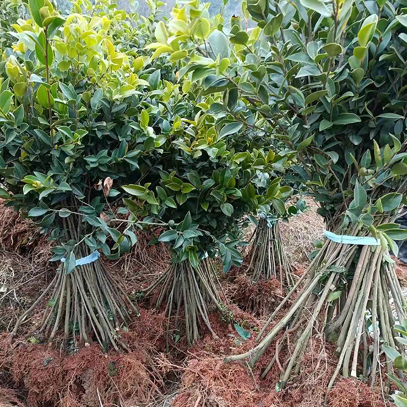 苗木出售 油茶苗 油茶小苗 30-50cm量大价优 货源充足湖南基地