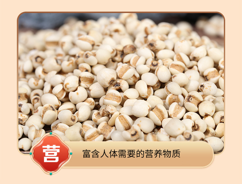Roasted Coix Seed Yi Yi Ren 薏苡仁 Dried Job's Tears for Tea Soup and Grinding in use