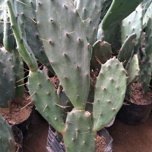 Large Yellow Thorn Cactus, Large Yellow Thorn Cactus, Succulent Plant, Cactus Potted Plant, Small Succulent Decoration