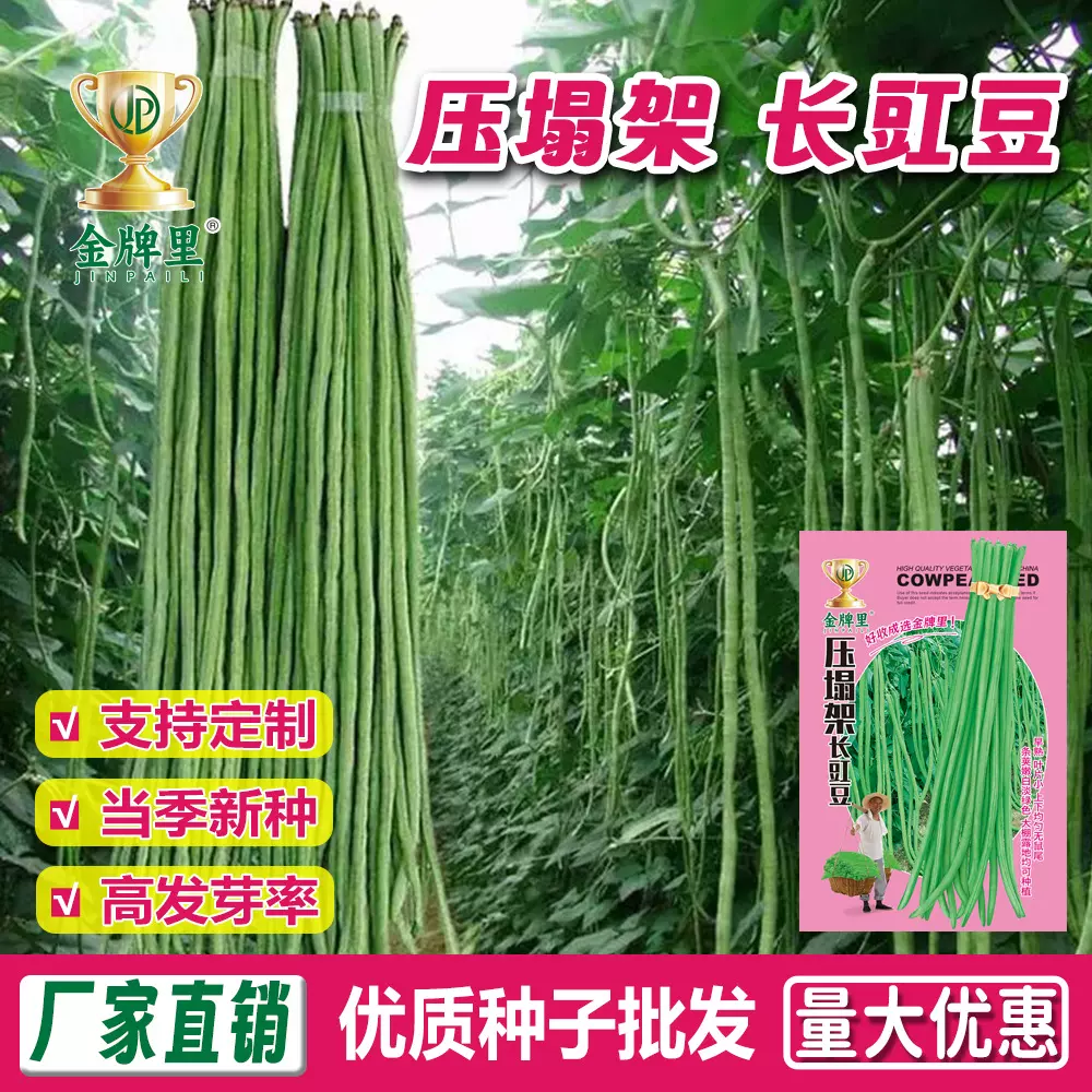 特长豆角摘不败豇豆种子春秋庭院田园易种蔬菜绿条四季豆种籽