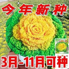 �߮a�S�Ğ����˷N���ͺ�����ͥԺ�Nֲ�ջ����S�Ĳ˷N���߲˷N��