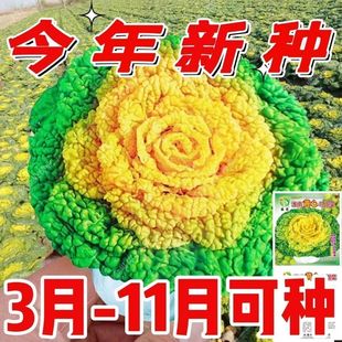 �߮a�S�Ğ����˷N���ͺ�����ͥԺ�Nֲ�ջ����S�Ĳ˷N���߲˷N��