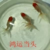 3-5CM3 items