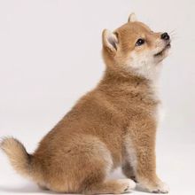 纯种柴犬田园犬日本柴犬幼崽小型犬豆柴赤柴黑色柴犬幼犬活体宠物