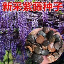 ���ٻ��N�����ٻ���ֲ�����ٷN������ͥԺ�ͺ��ļ��׻���������