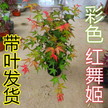 包邮日本红舞姬妓四季三季红枫彩色盆栽盆景绿植阳台办公室大迷你
