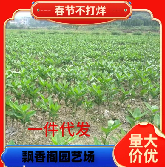 Прямые продажи рассады апельсинов из базы рассады фруктов Хунань, оптовая продажа саженцев апельсинов, саженцы мандаринов Нанфэн с хорошей корневой системой и привитые саженцы фруктов.