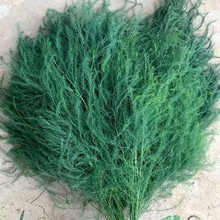 芦荀草鲜花批发叶材鲜花基地直批婚庆布置花店摆摊用花社区货源