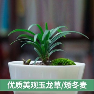 Wholesale Dwarf Japanese Ophiopogon Japonicus Grass Yulong Grass Lawn Flower Border Seedlings North and South Cold-Resistant and Drought-Resistant Easy-To-Survive Garden Plants