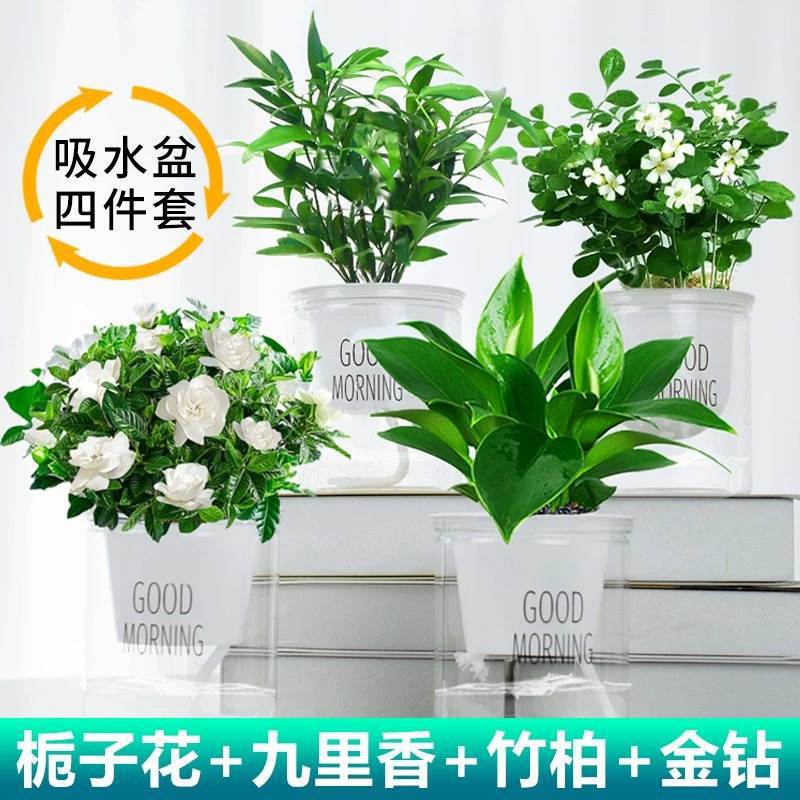 골든 다이아몬드 + 치자나무 + 구리향 + 대나무와 편백나무 + 4개의 좋은 아침 대야 + 영양액