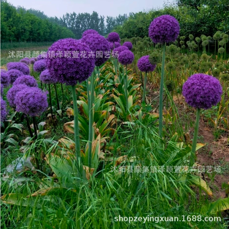 Зеленый лук мяч в горшке цветочное растение садовая посадка цветочный шар Корневище цветение большое количество скидки