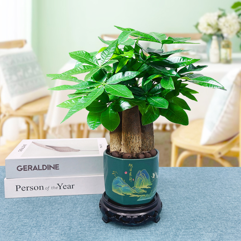 árboles ricos pequeñas plantas de maceta flores verdes plantas de oficina absorción de formaldehído árboles hidropónicos de bambú de lapis verde buena alimentación maceta