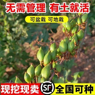 �B�N����ș�ø߮a���ͥԺ����Թ�����ľ���N�N���ᗗ�ϱ����Nֲ