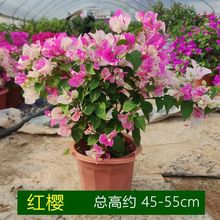 �Ї��t����÷���� ���玧���l؛���ݼt�ļ��_����Ԯ��������ֲ��