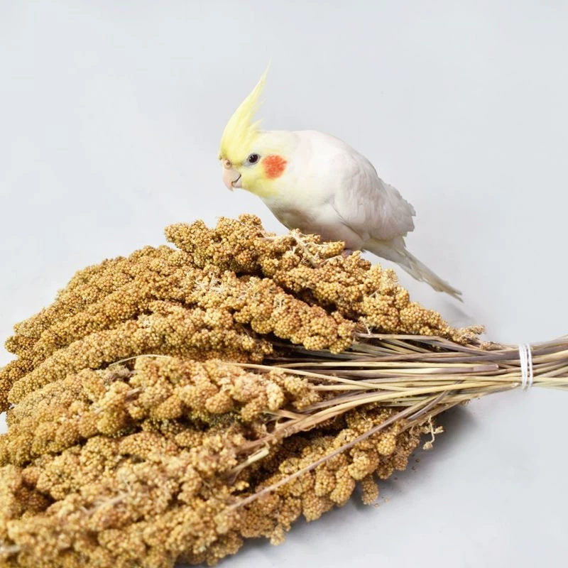 Птица--grain дразнящая палка для питомца естественная долина уши Хуангу Суи зерна предпочтительны Xiaomi Суи пион тигр кожа Сюаньфэн интерактивные закуски