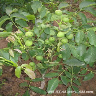 ����������Ҙ���޽Ӽ�Ƥ���㱡Ƥ���������Ա��Ϸ��Nֲ����Y��