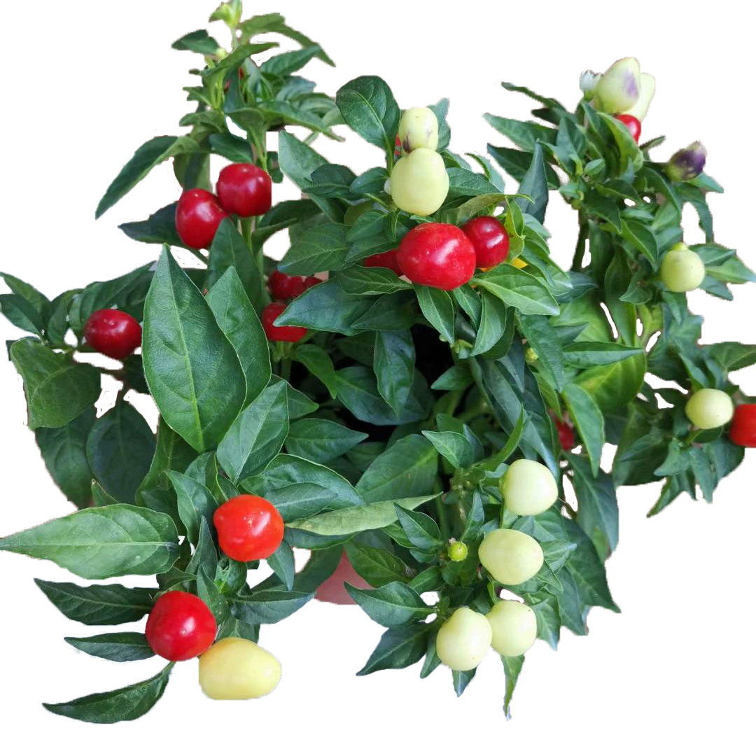 Красочный яблочный перец с фруктами Съедобное зеленое растение Цветочная рассада Гостиная Балкон Офис Декоративный Красочный перец