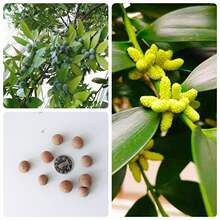 طNļLGľľ²ɴ~С~辰ֲN