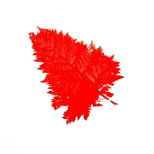 Yunnan Eternal Flower Sheep Fern Leaf Dried Flower High Mountain Sheep Fern Leaf Soft Furnishing Decoration Bouquet Fern Leaf Matching Material