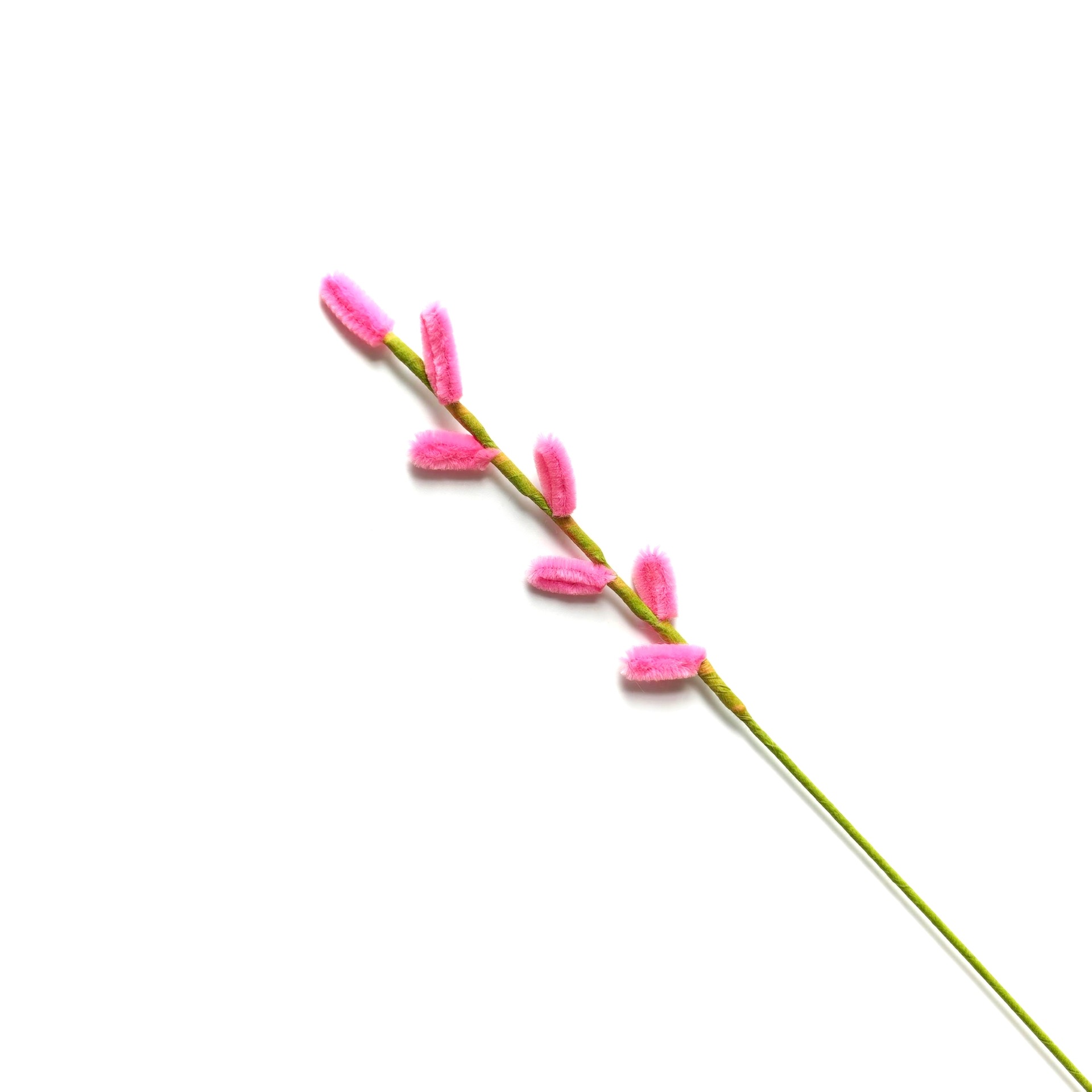 은버드나무【장미가루】