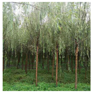 �������l�����m�ψ@�ִ��������z�����S����Ƥ�����^ˮ߅�Nֲ