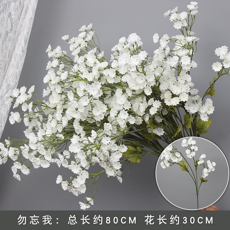 흰색 forget-me-not/1 지점