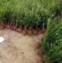 һlS窚UС~S辰زļ~ͥԺG