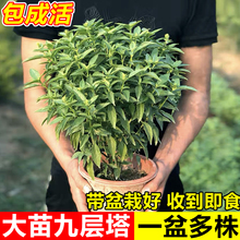 九层塔盆栽植物可食用室内客厅驱蚊迷迭香好养薄荷紫苏小绿植花苗